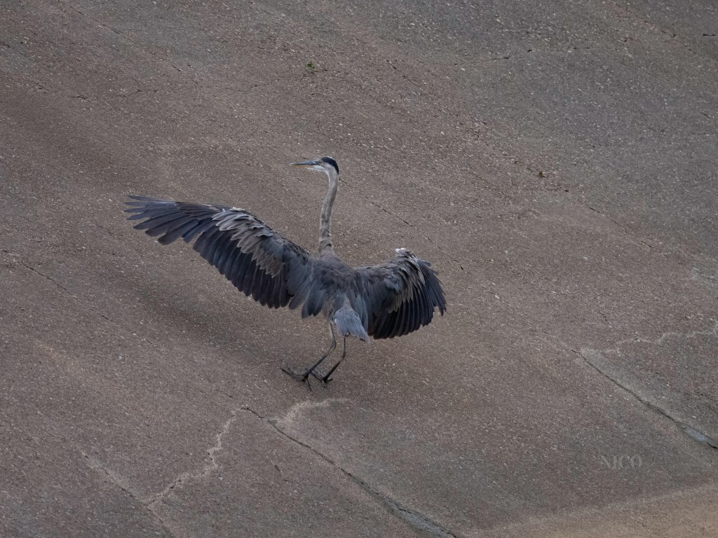 Great Blue Heron